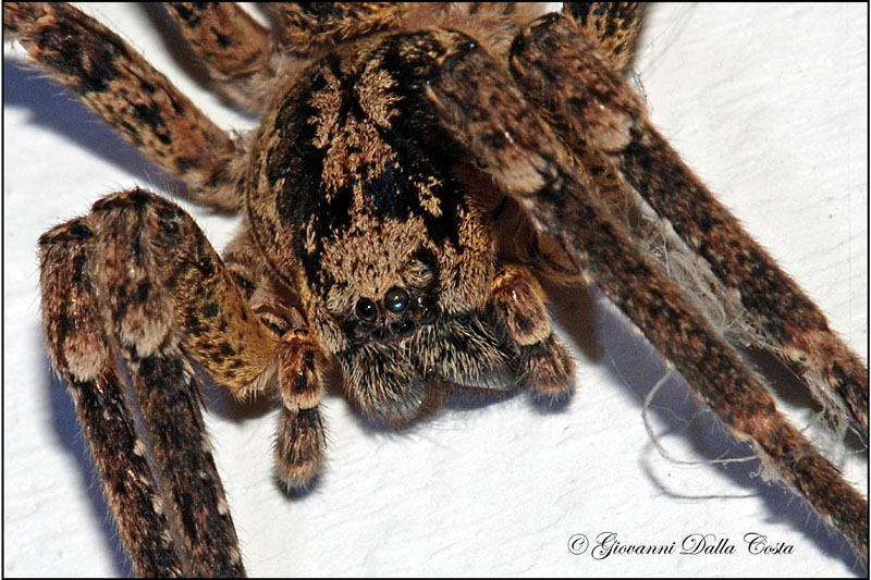 Zoropsis spinimana